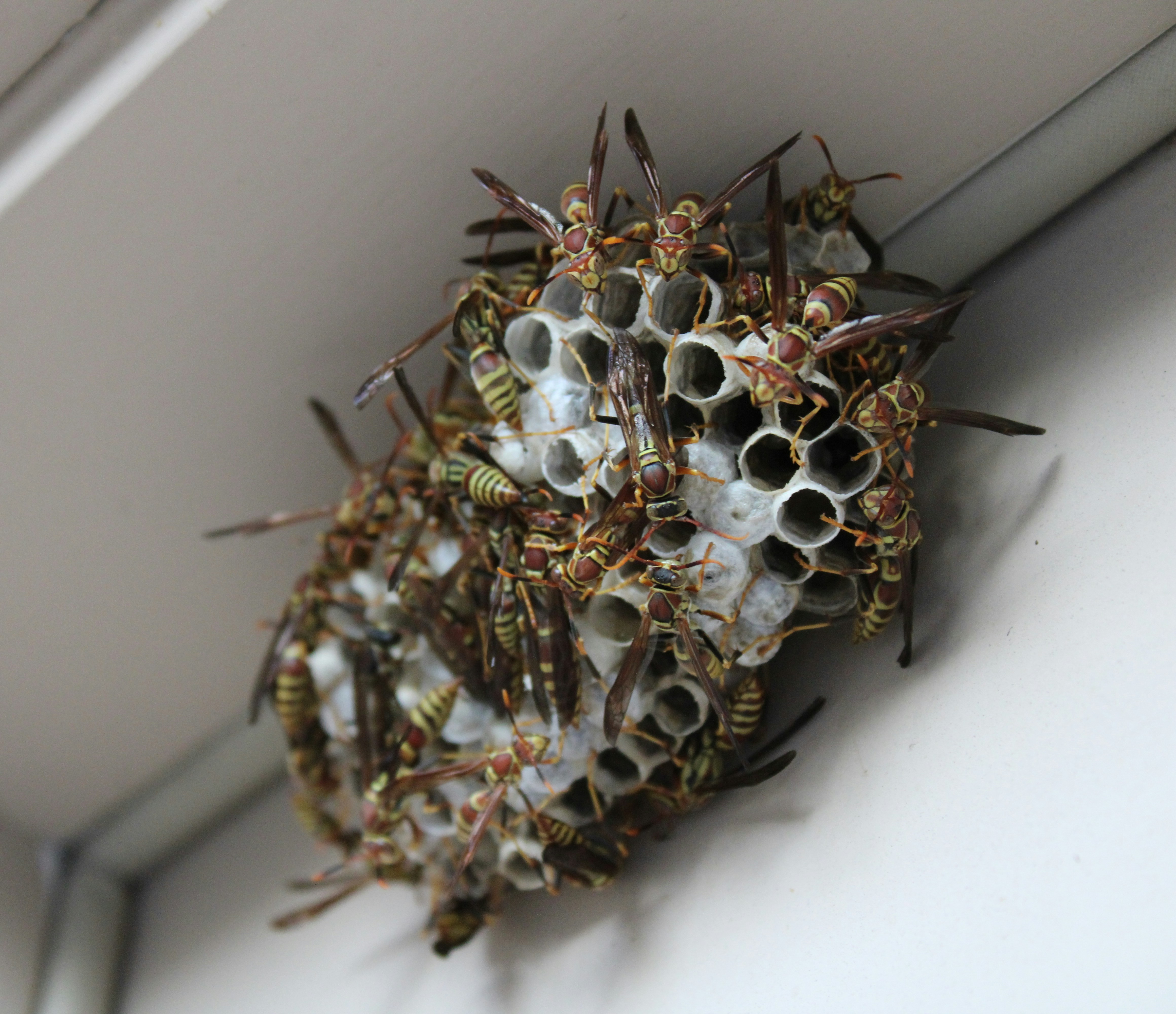 wasp hive on the edge of a ceiling