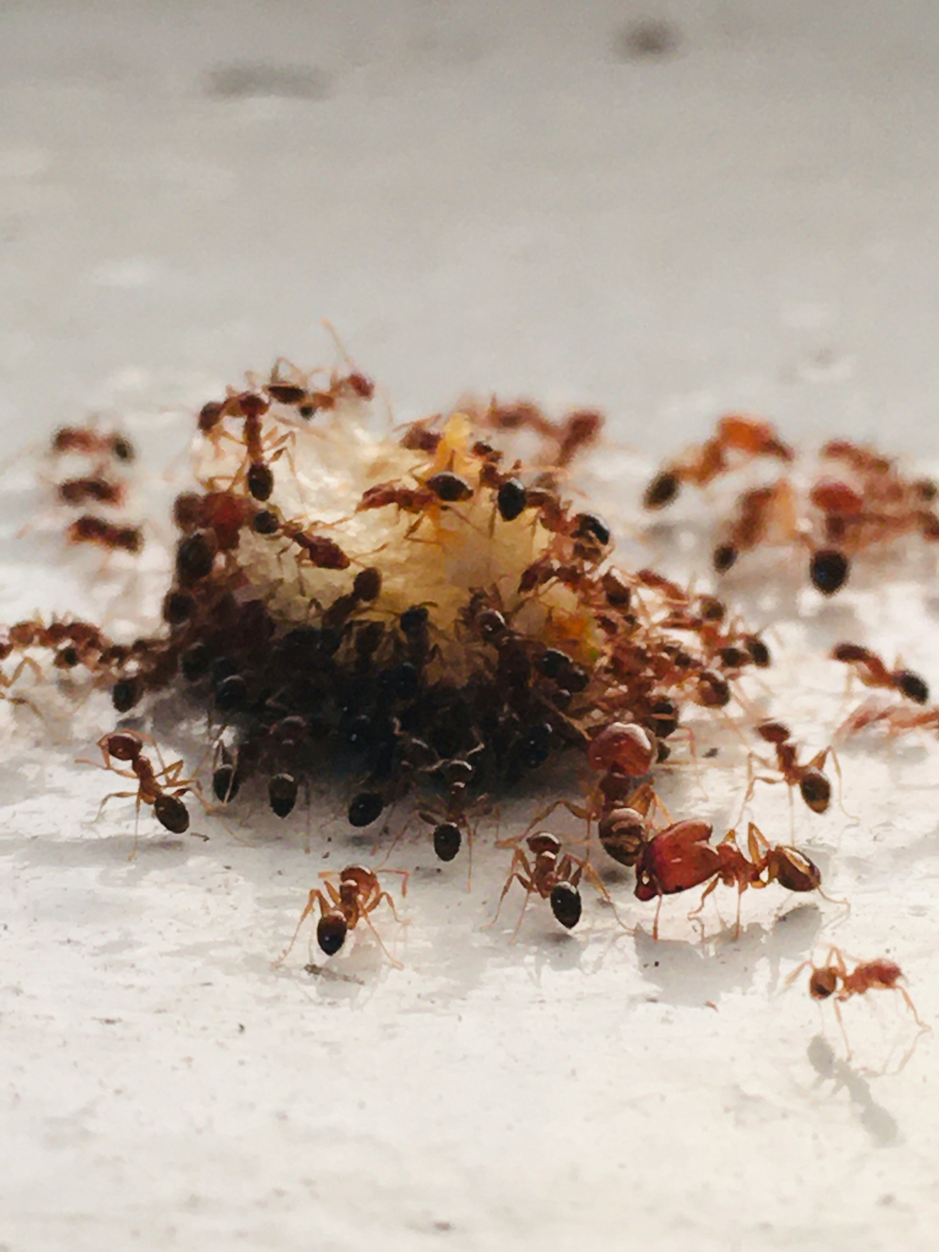 ants surrounding a crumb of food