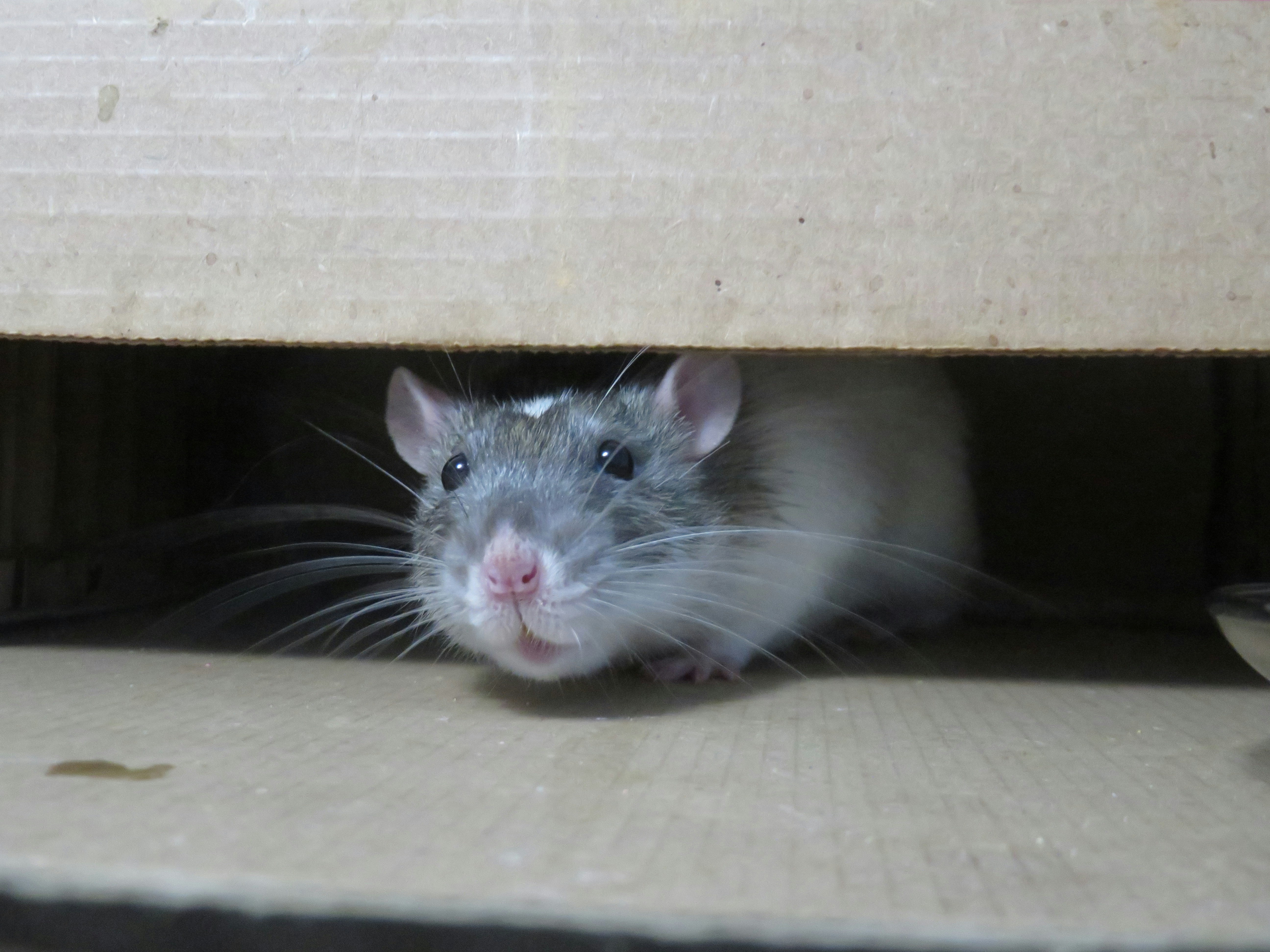 mouse peeking out of a carboard box