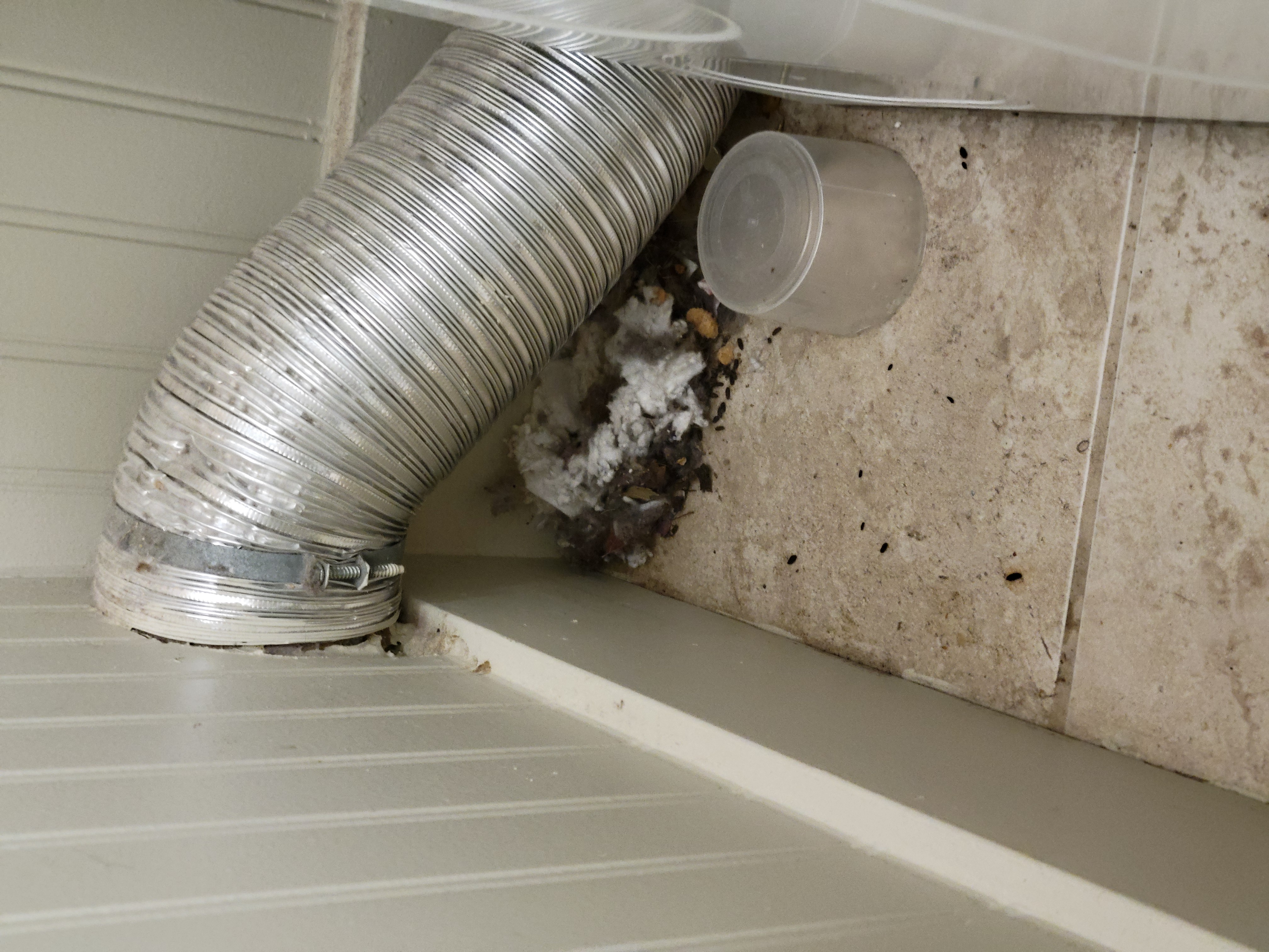 rodent droppings and fur in the corner of the floor