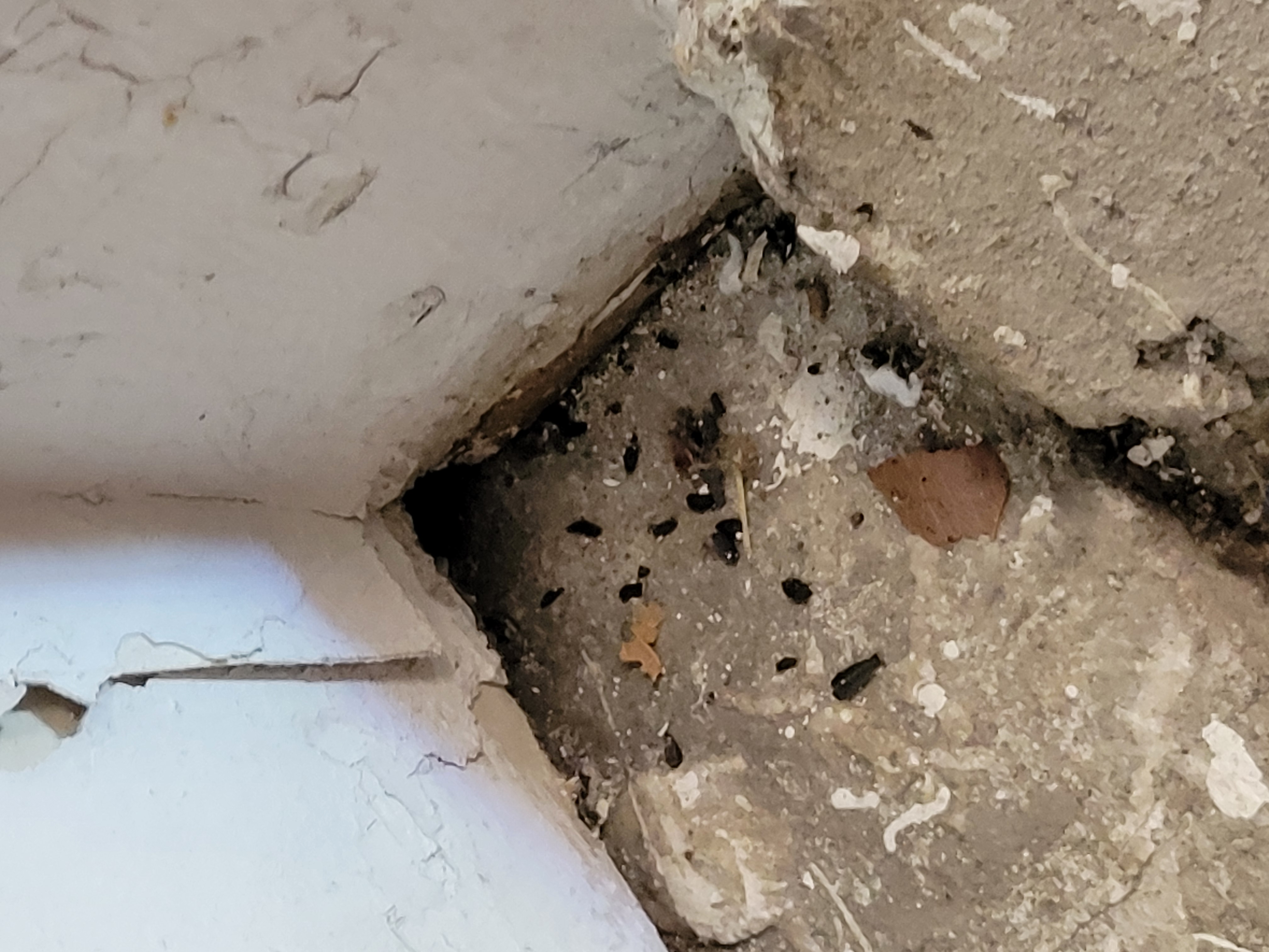 rodent droppings near a potential entry point