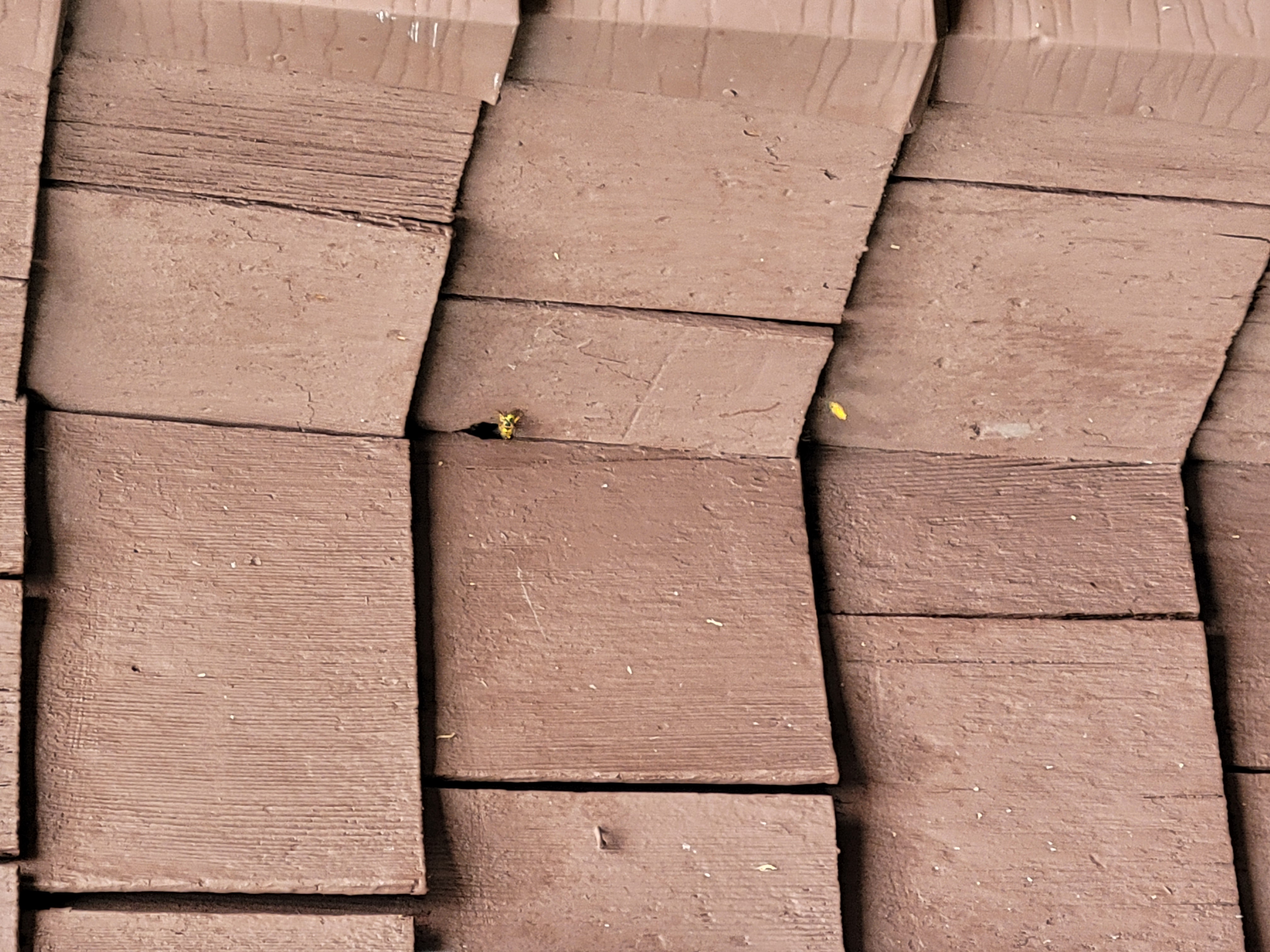 yellowjacket peeking out of an exterior wall hole