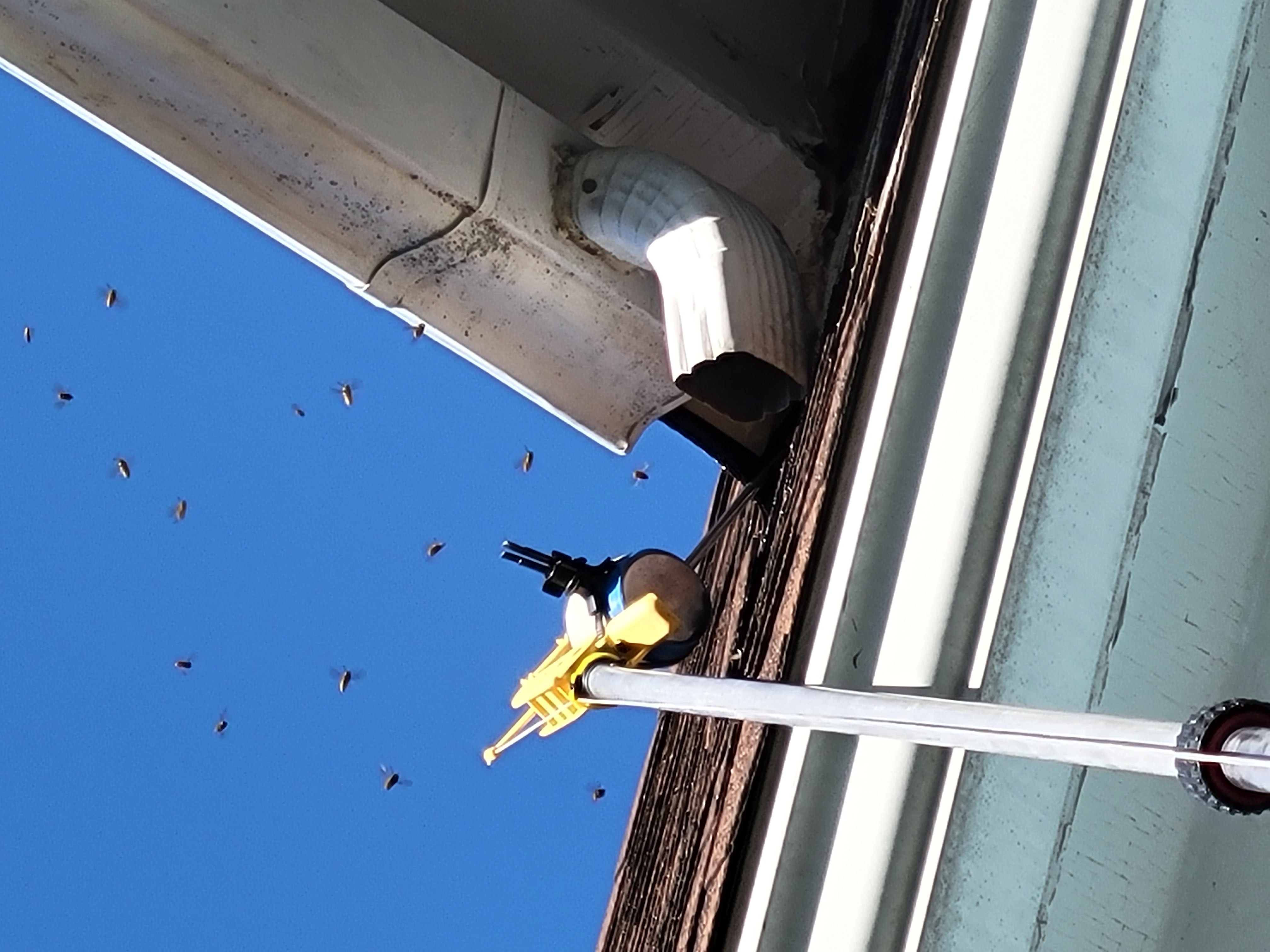 yellowjackets flying around the roof of a home